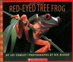 Red-Eyed Tree Frog